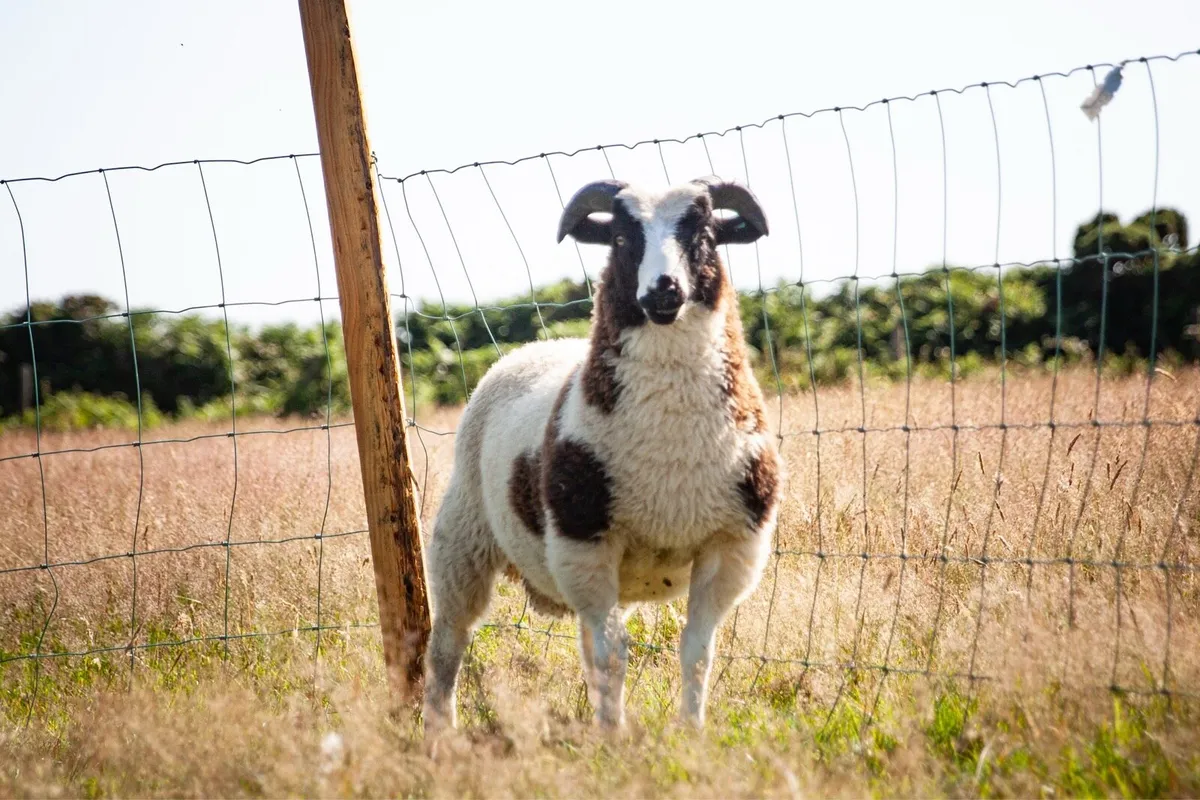 Jacob Hogget & Ram Lambs - Image 2