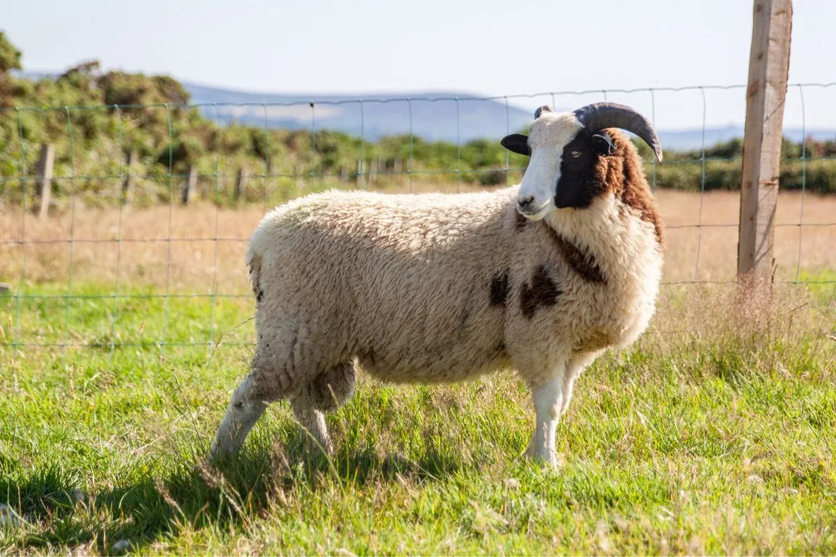 Jacob Hogget & Ram Lambs - Image 3