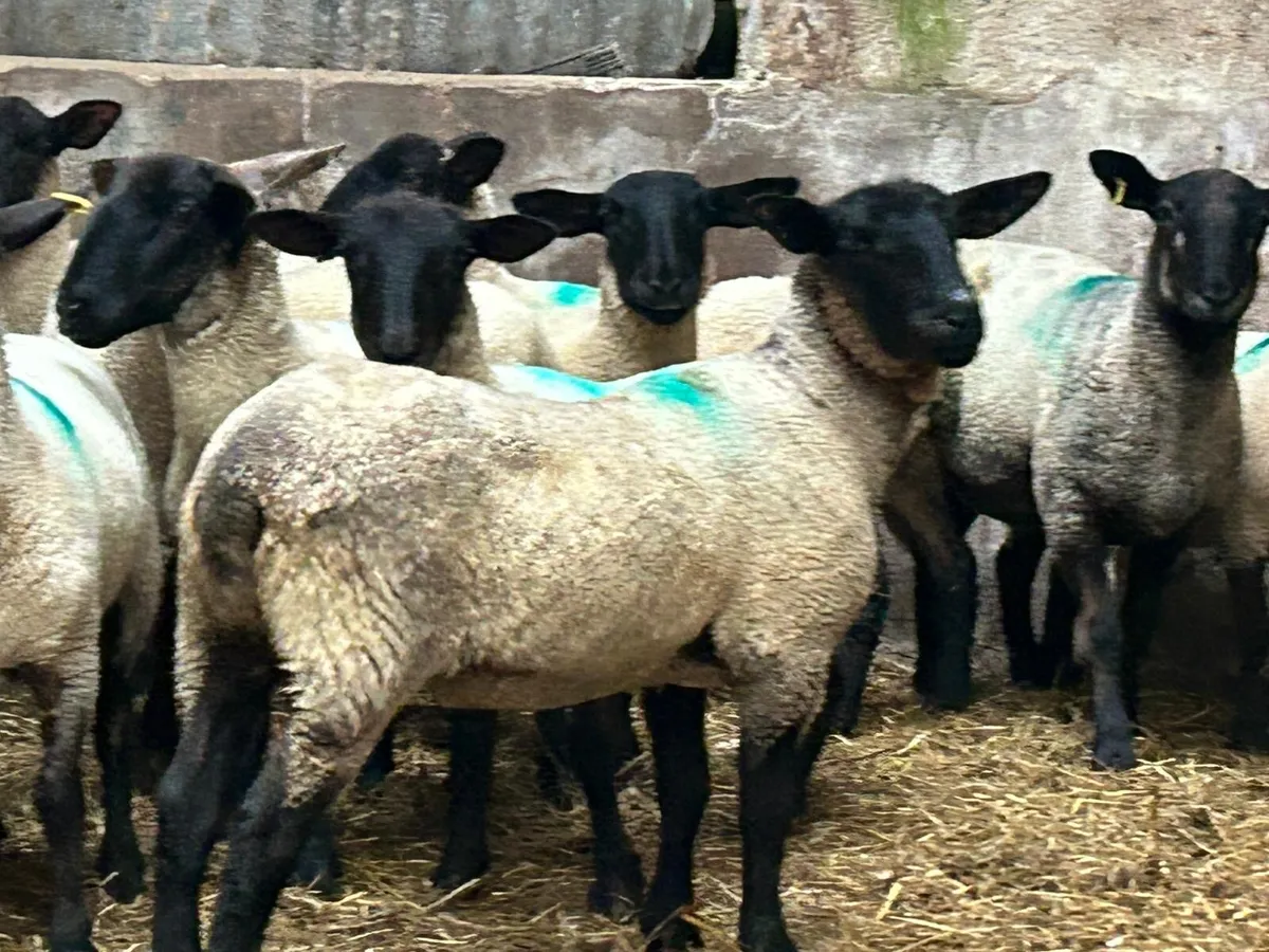Suffolk ewe hoggets - Image 1
