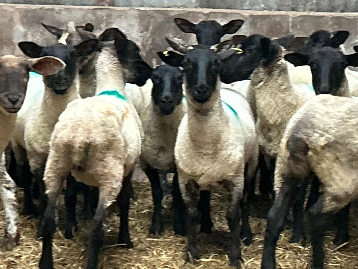 Suffolk ewe hoggets - Image 2