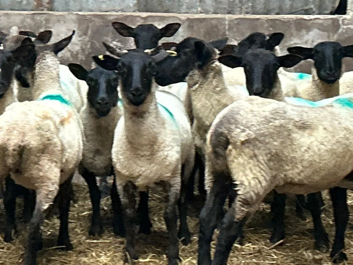 Suffolk ewe hoggets - Image 3