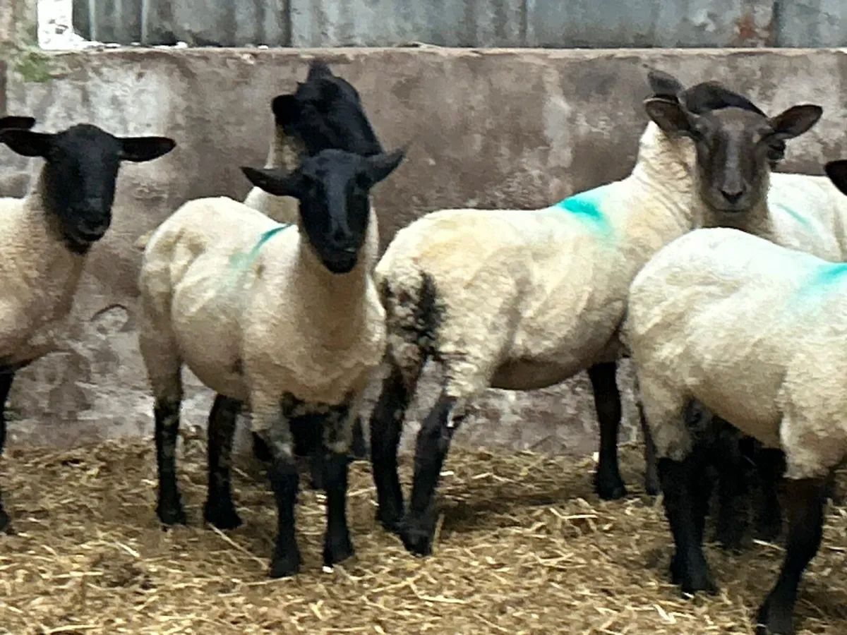 Suffolk ewe hoggets - Image 4