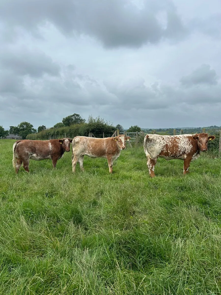3 Super roan hefiers - Image 1