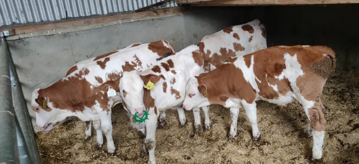 Pedigree weaned  fleckvieh bull calves - Image 1