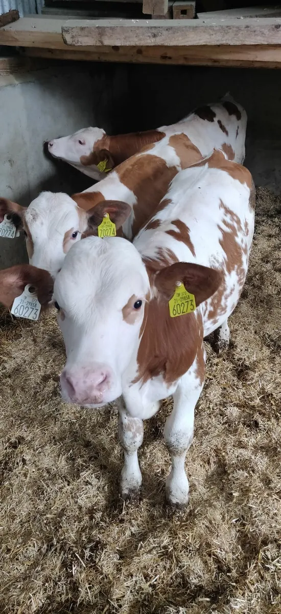 Pedigree weaned  fleckvieh bull calves - Image 2