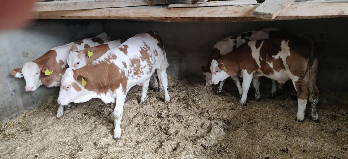 Pedigree weaned  fleckvieh bull calves - Image 3