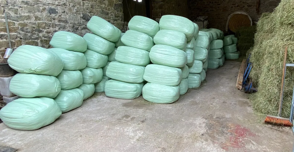 Square bales of Haylage and Hay, Excellent Quality - Image 1