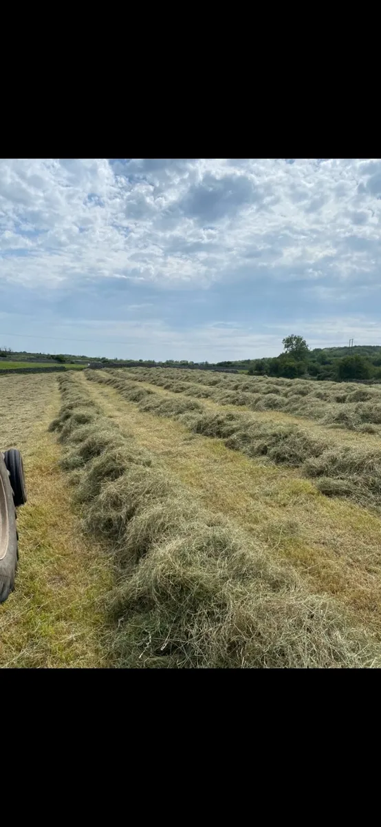 Square bales of Haylage and Hay, Excellent Quality - Image 3
