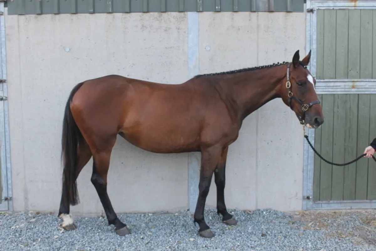 4 year old mare - Image 1