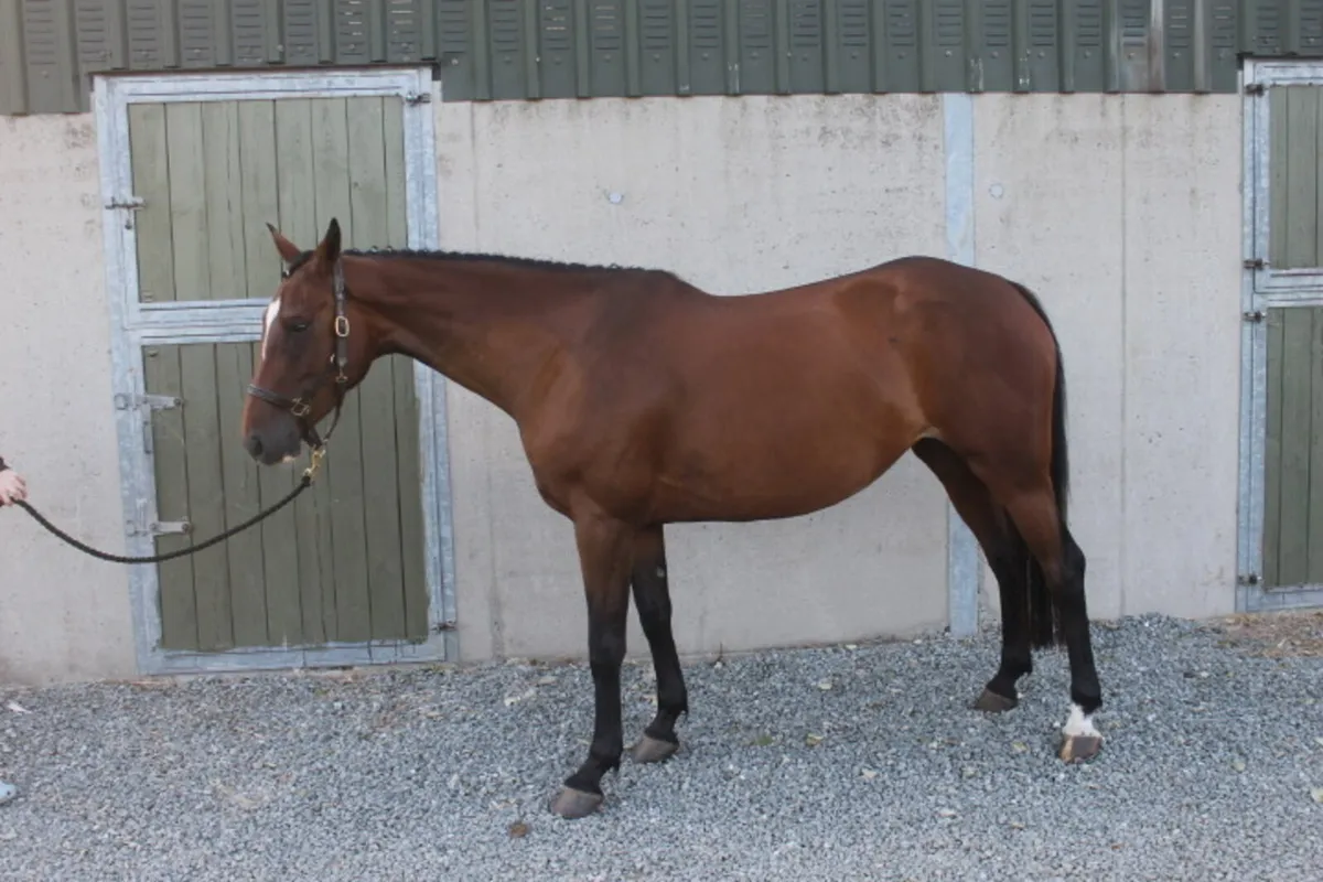 4 year old mare - Image 2
