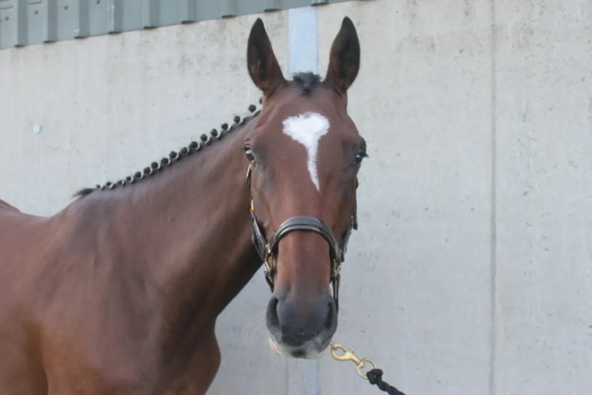4 year old mare - Image 3