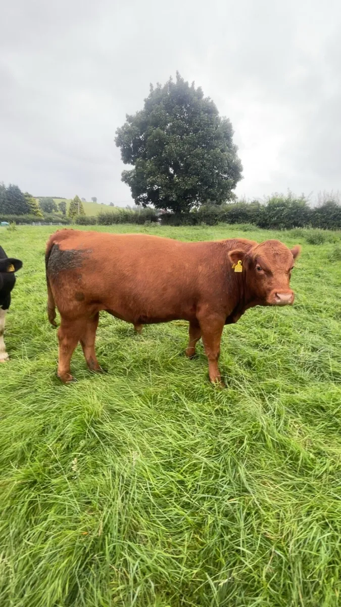 Stabiliser Bull -STX Red - Image 1