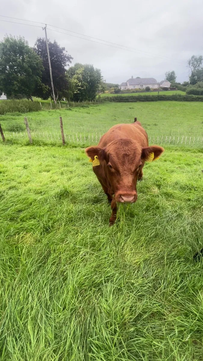 Stabiliser Bull -STX Red - Image 2