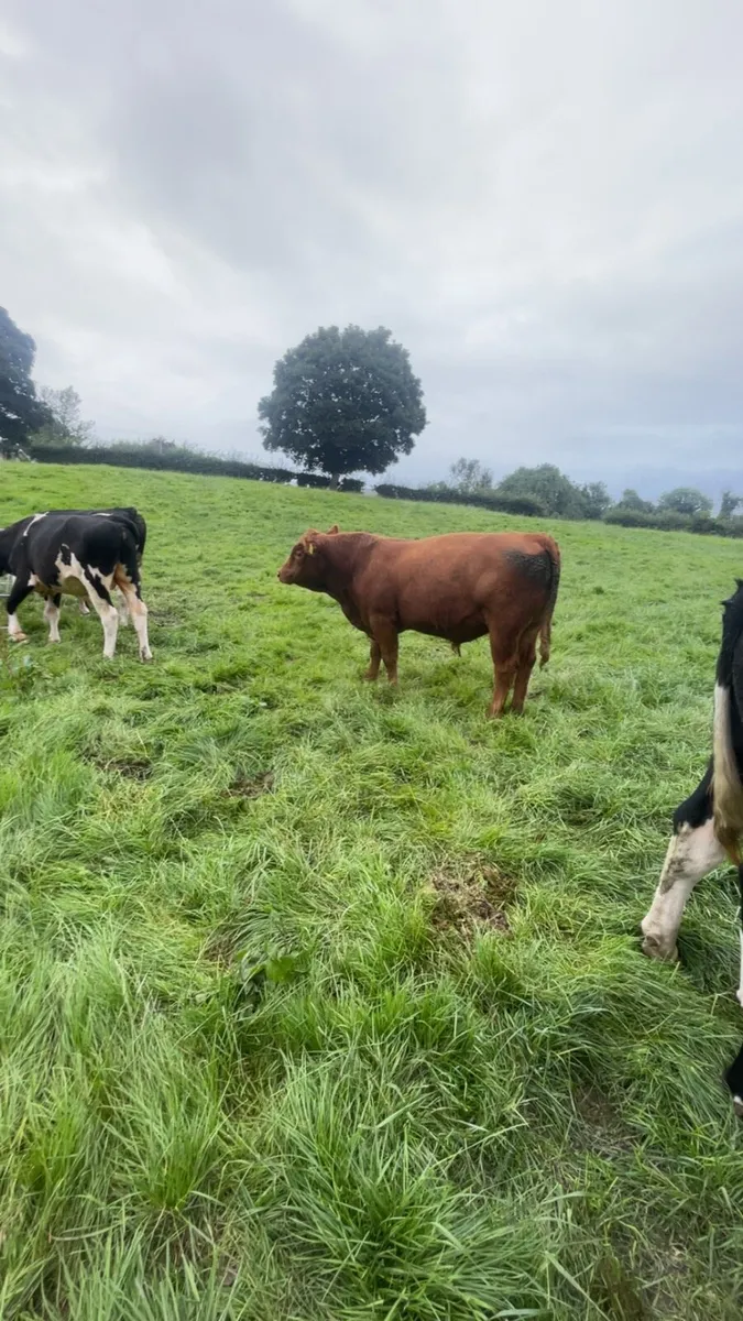 Stabiliser Bull -STX Red - Image 3