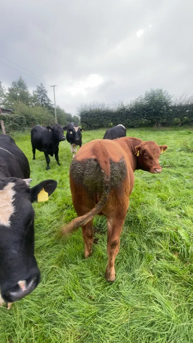 Stabiliser Bull -STX Red - Image 4