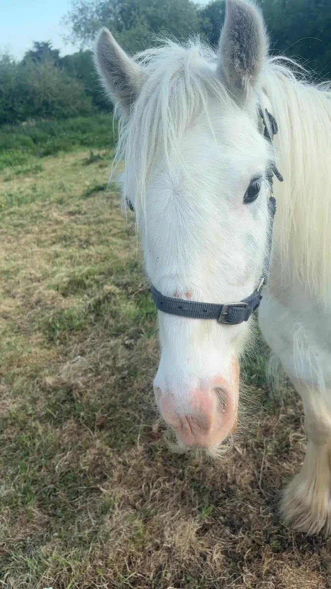 Horse - Image 1