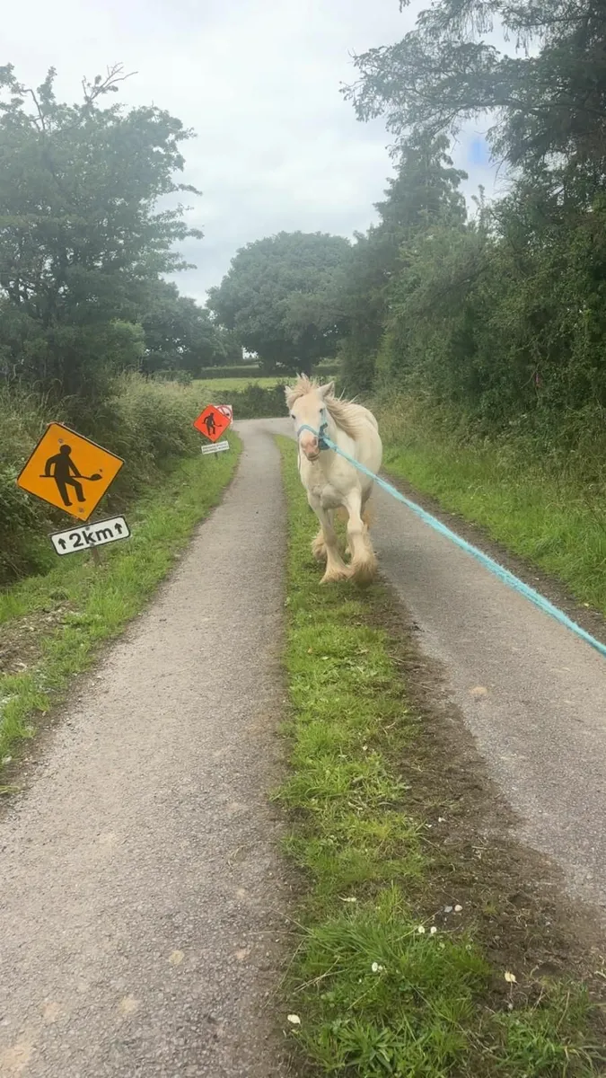 Horse - Image 2