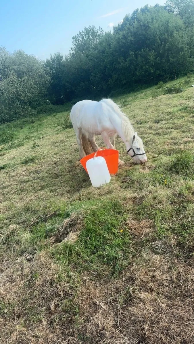 Horse - Image 3