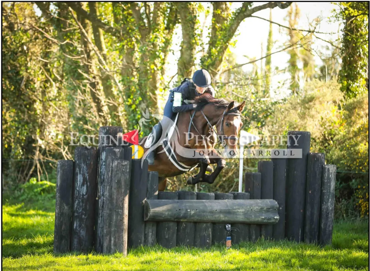 4 year old mare - Image 4