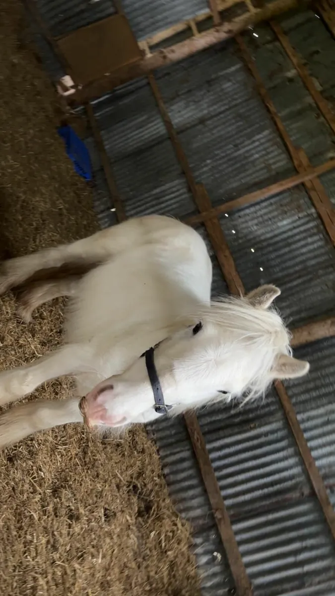 Horse - Image 4
