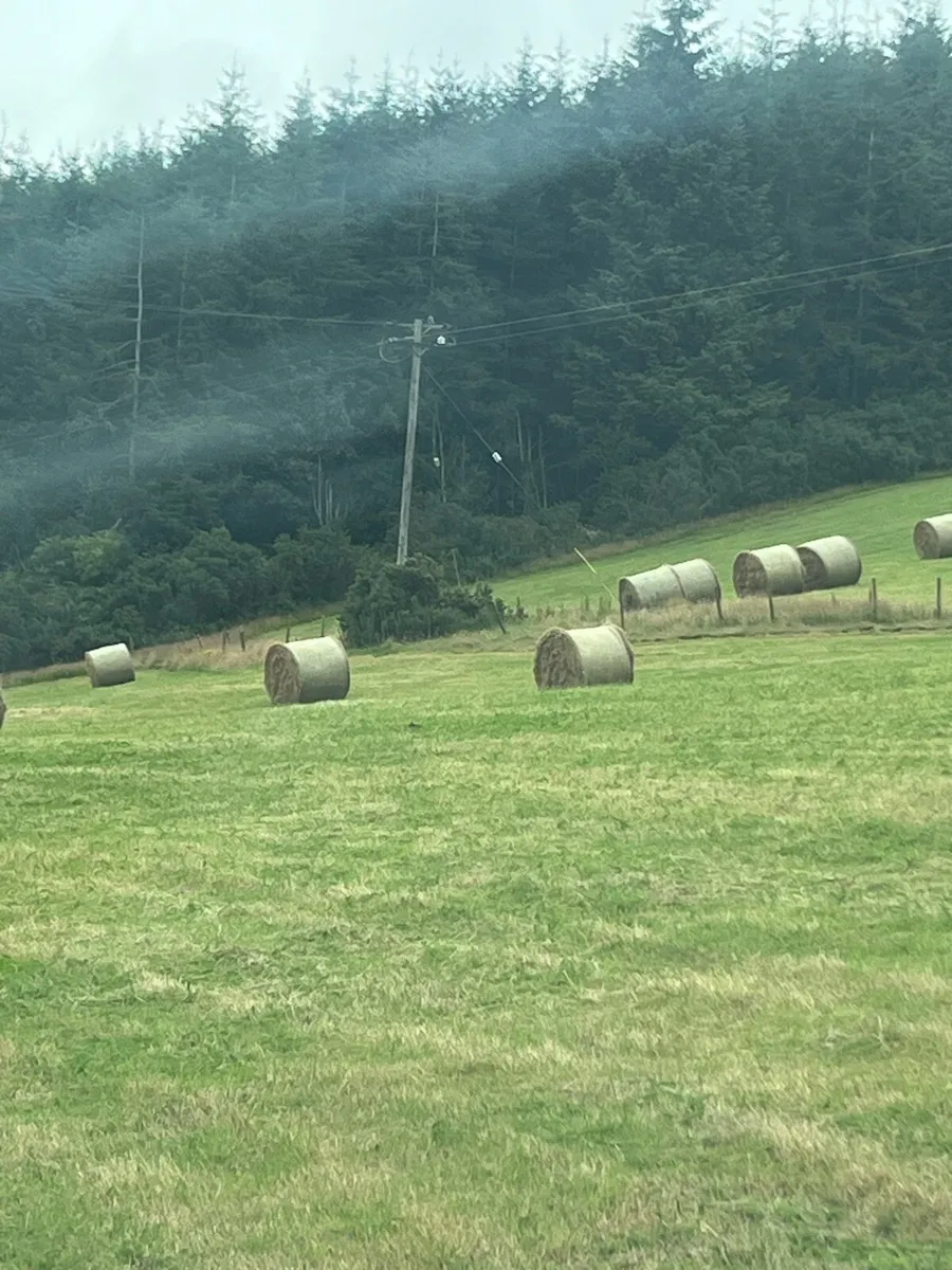 80 bales of Top quality hay - Image 1