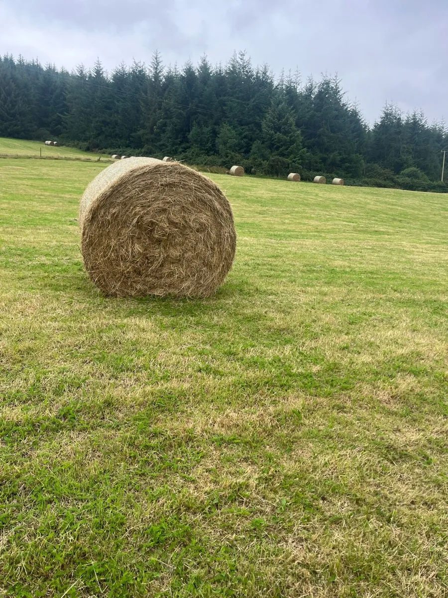 80 bales of Top quality hay - Image 2