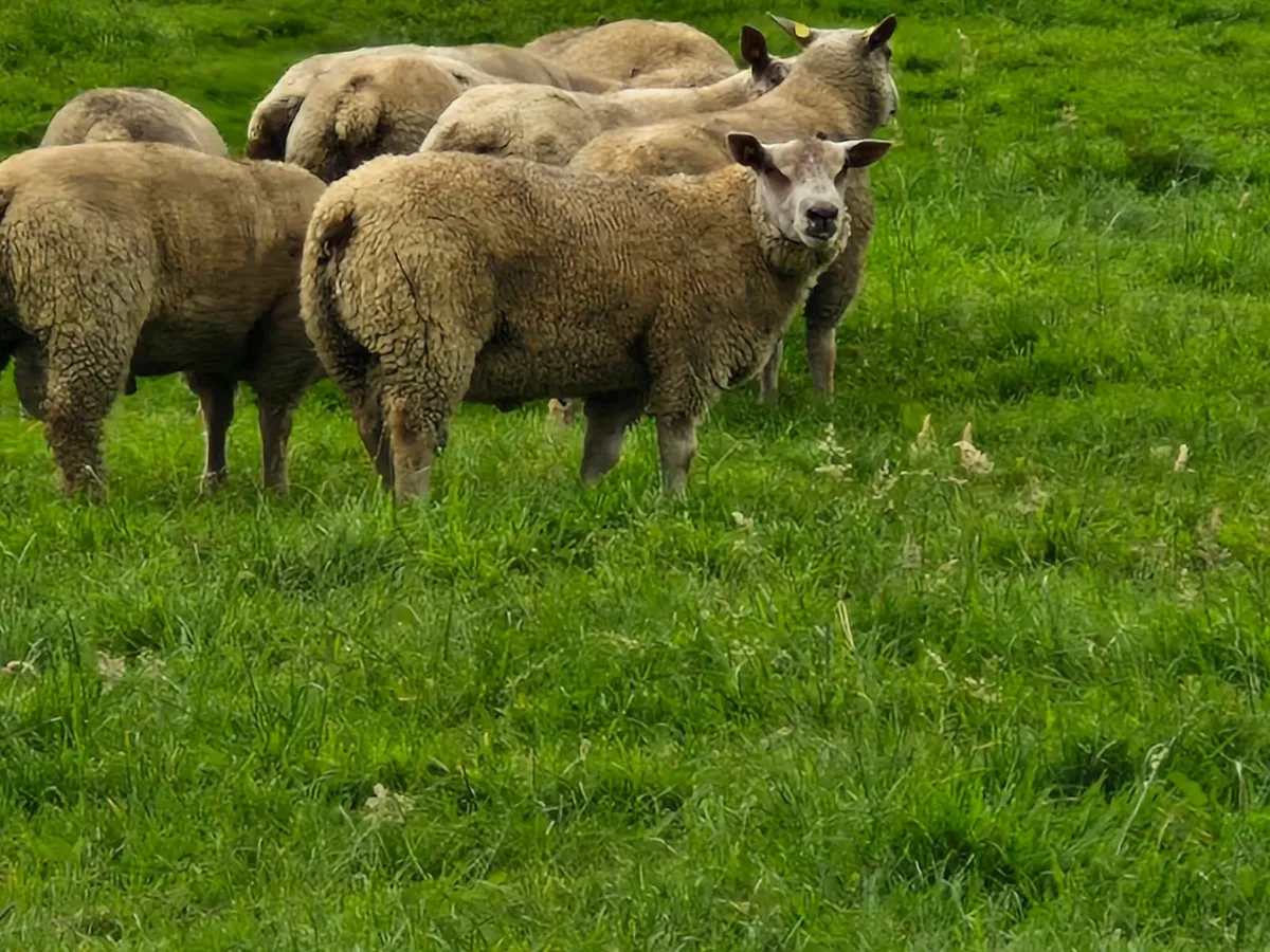 SIS Pedigree registered charollais rams - Image 2