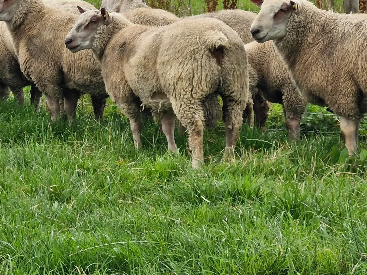 SIS Pedigree registered charollais rams - Image 3
