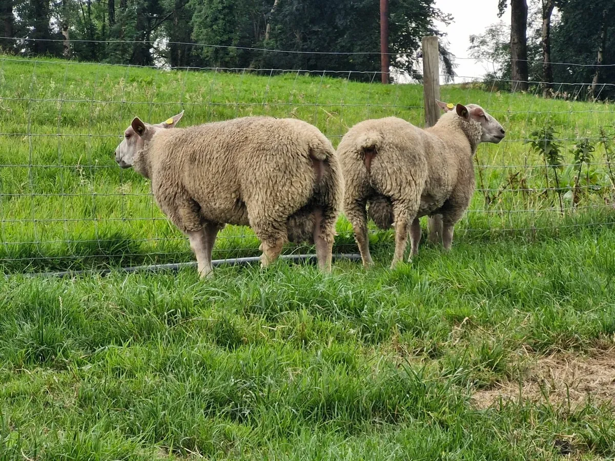 SIS Pedigree registered charollais rams - Image 4
