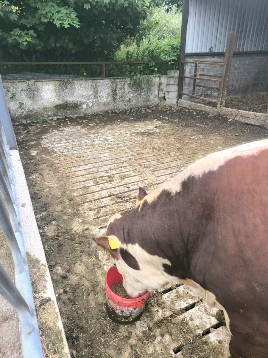 Hereford Bull - Image 2