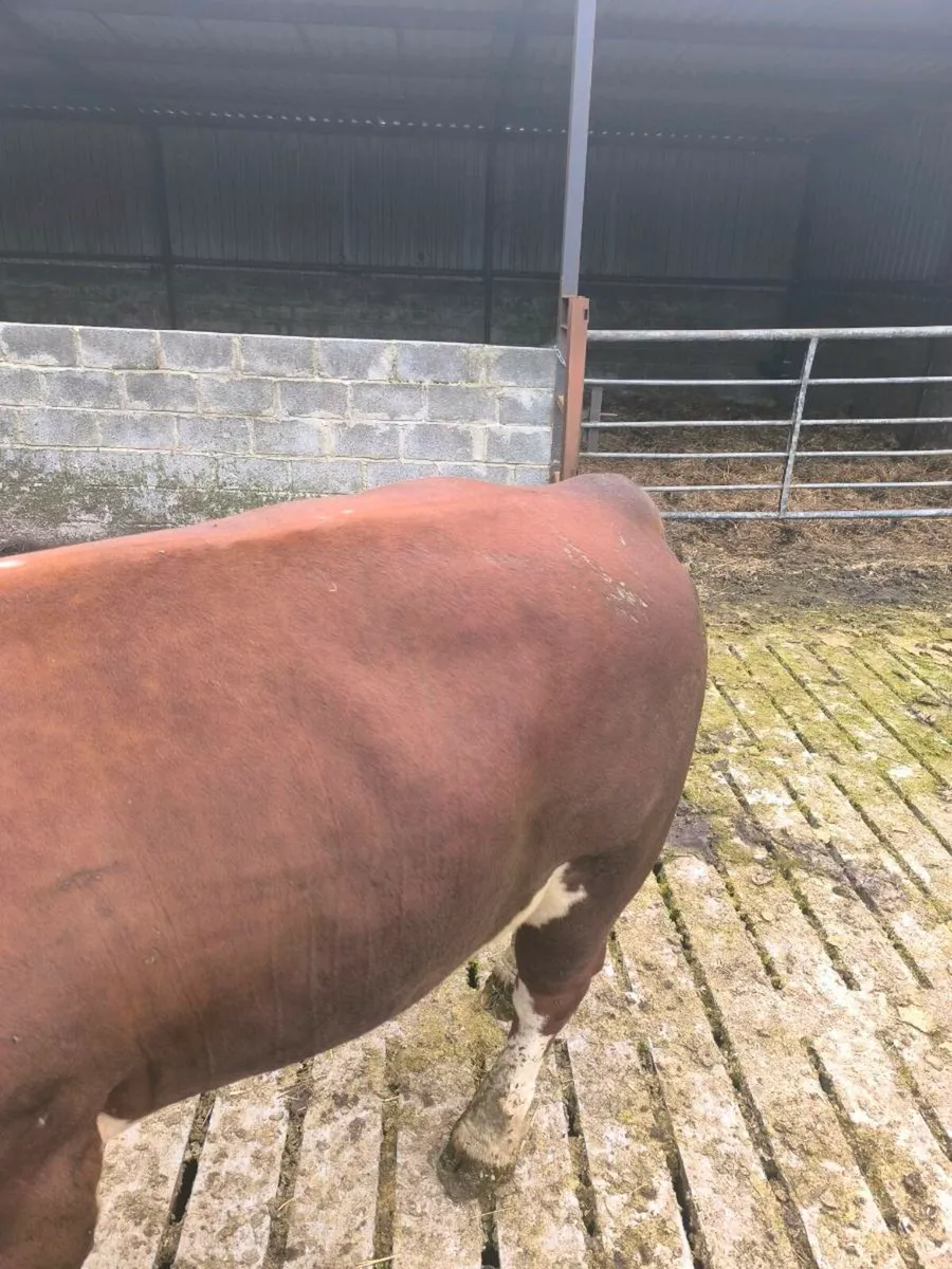 Hereford Bull - Image 3