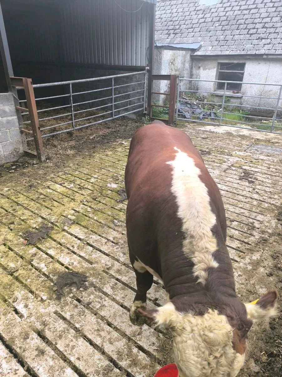 Hereford Bull - Image 4
