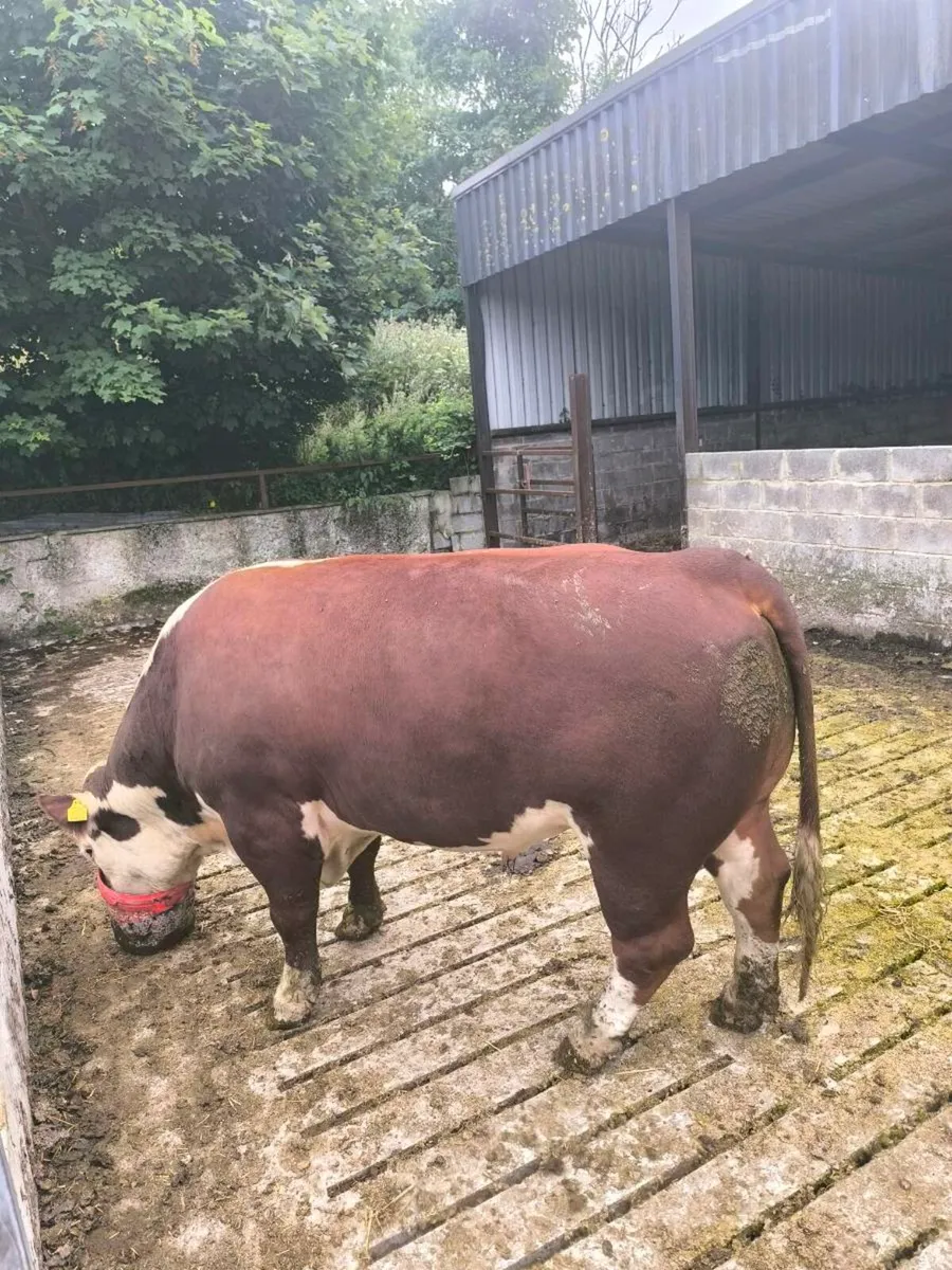 Hereford Bull - Image 1