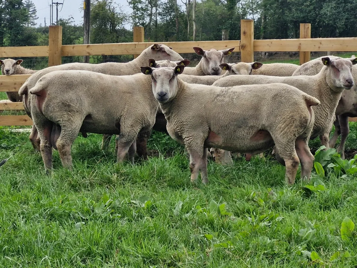 SIS Pedigree registered charollais rams - Image 1