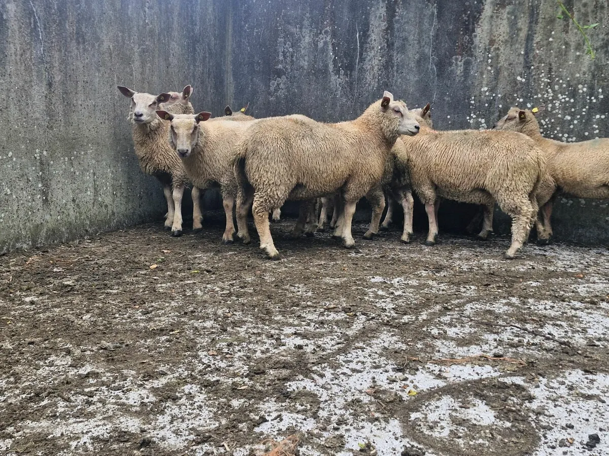 Pedigree Charollais ewe lambs - Image 1