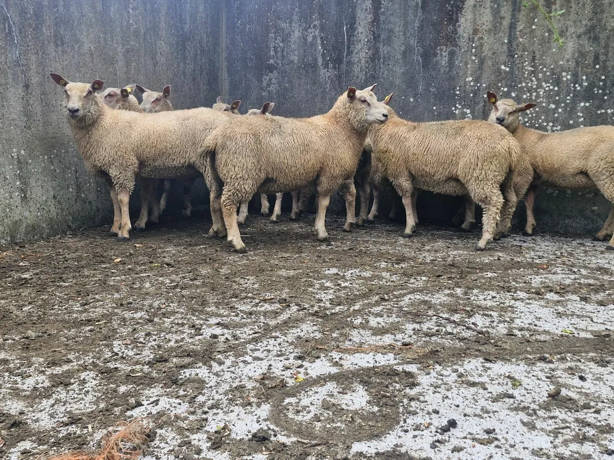 Pedigree Charollais ewe lambs - Image 2