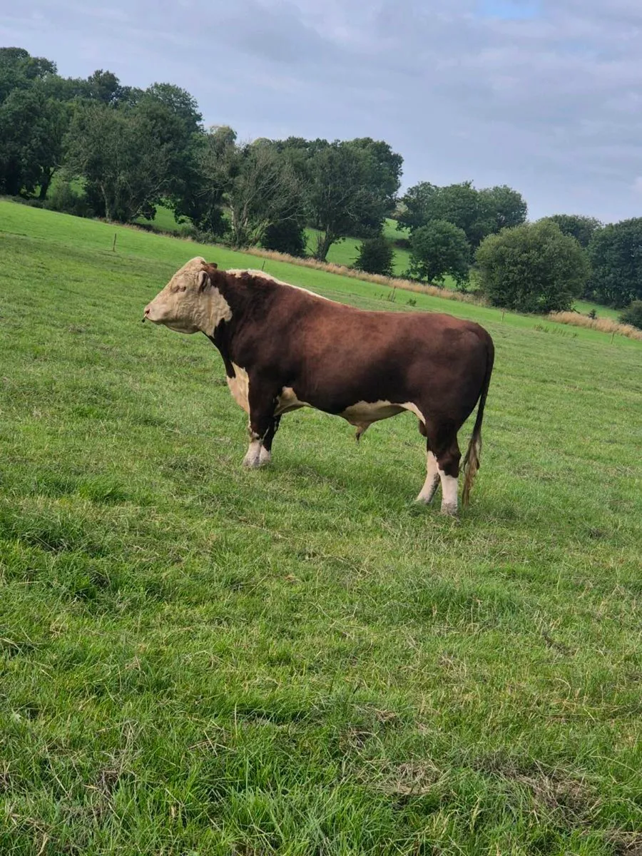 Pedigree Herdford bull 27 months - Image 1