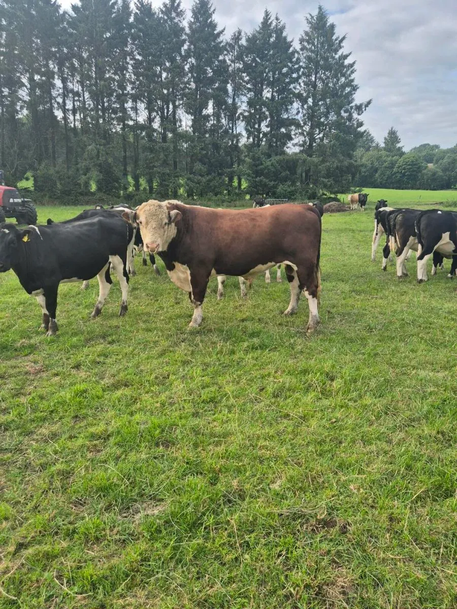 Pedigree Herdford bull 27 months - Image 2