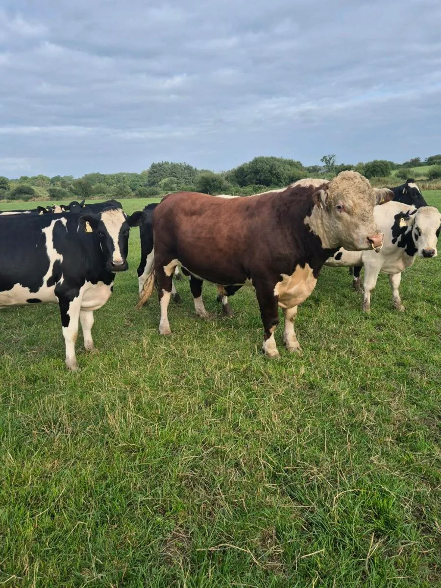 Pedigree Herdford bull 27 months - Image 3