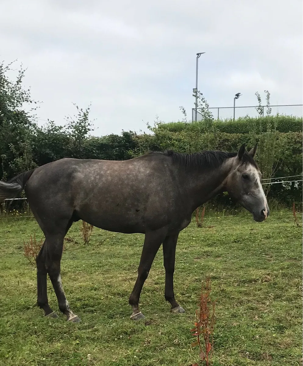 Horse - Image 1
