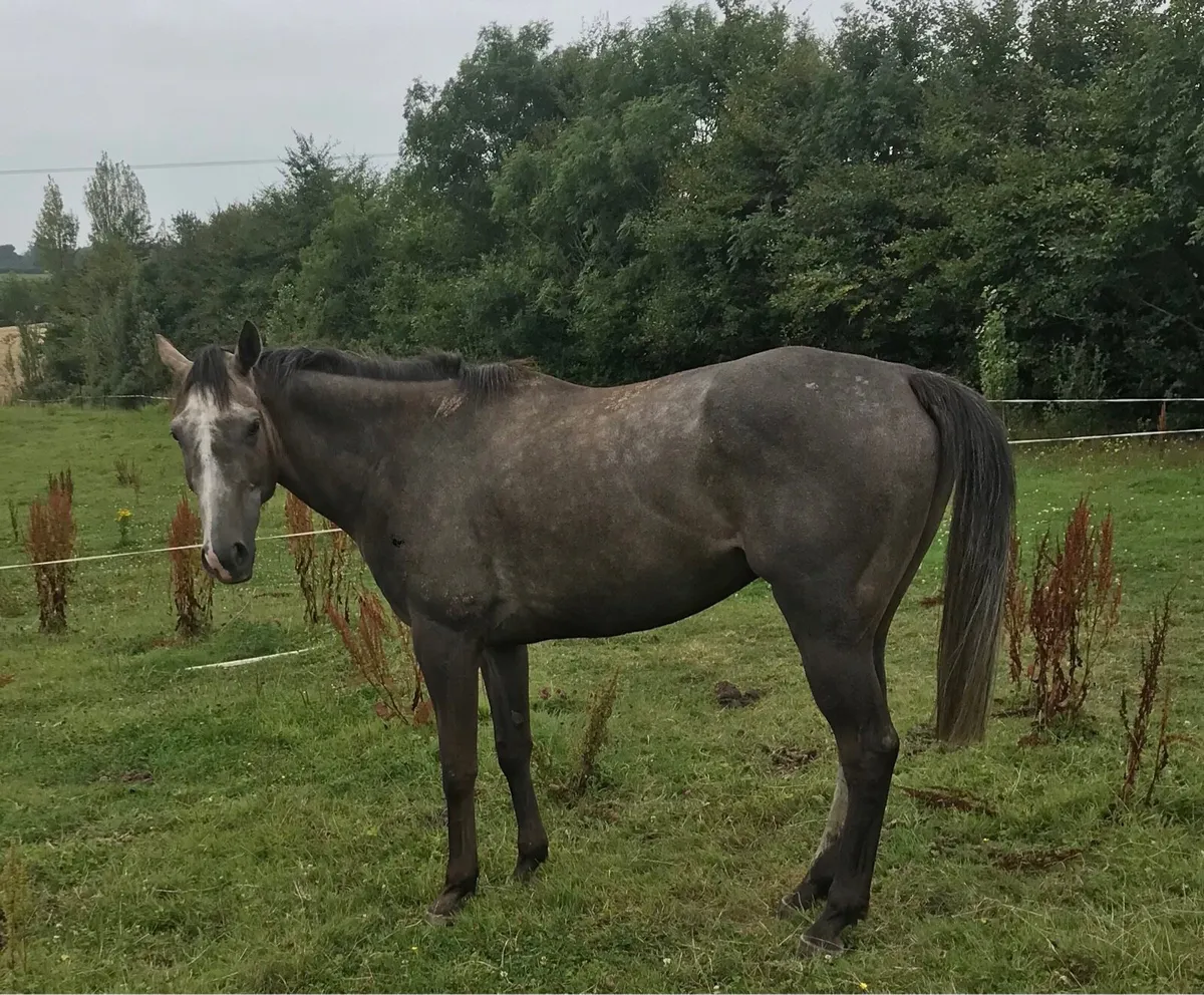 Horse - Image 2