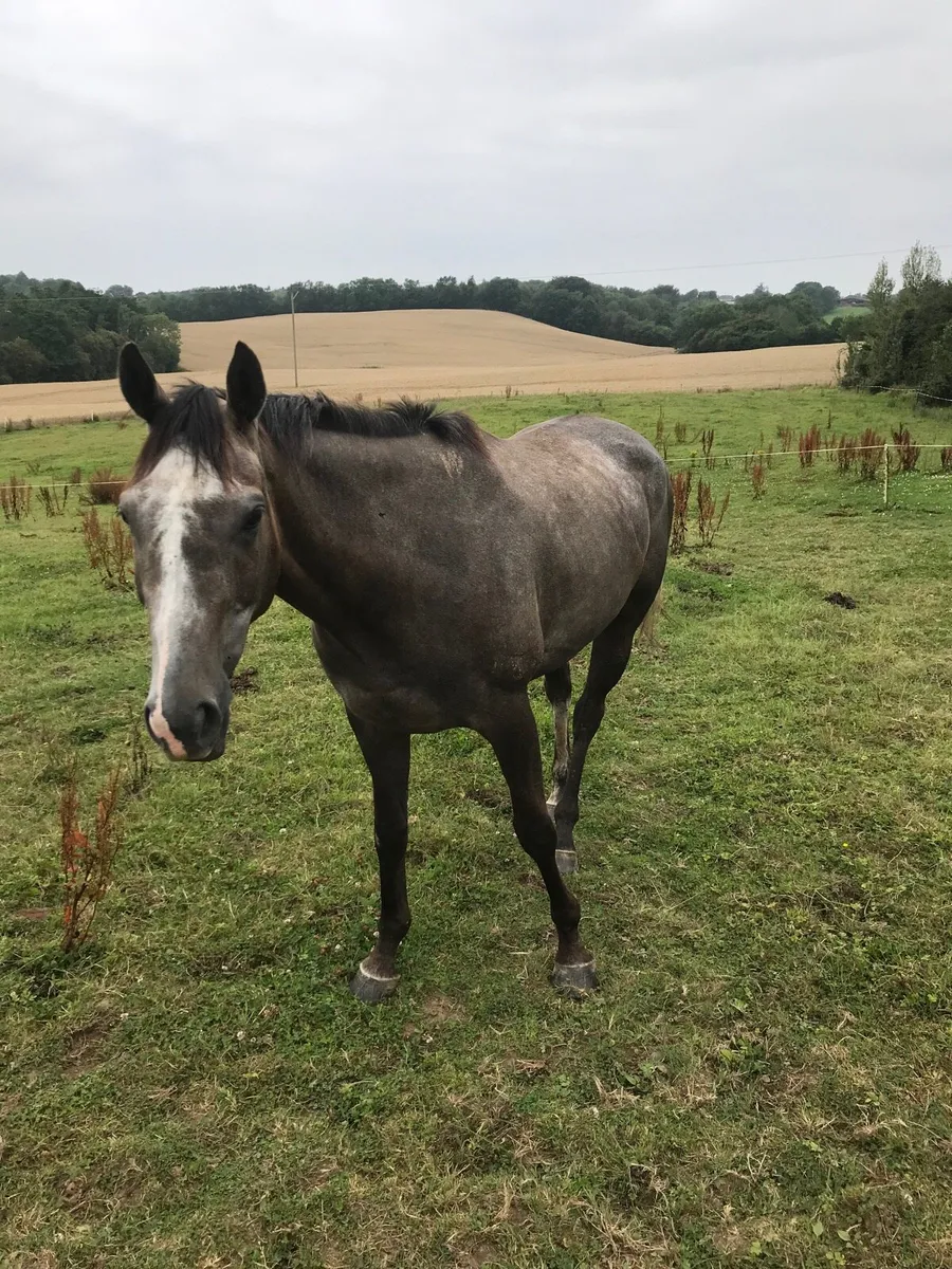Horse - Image 3