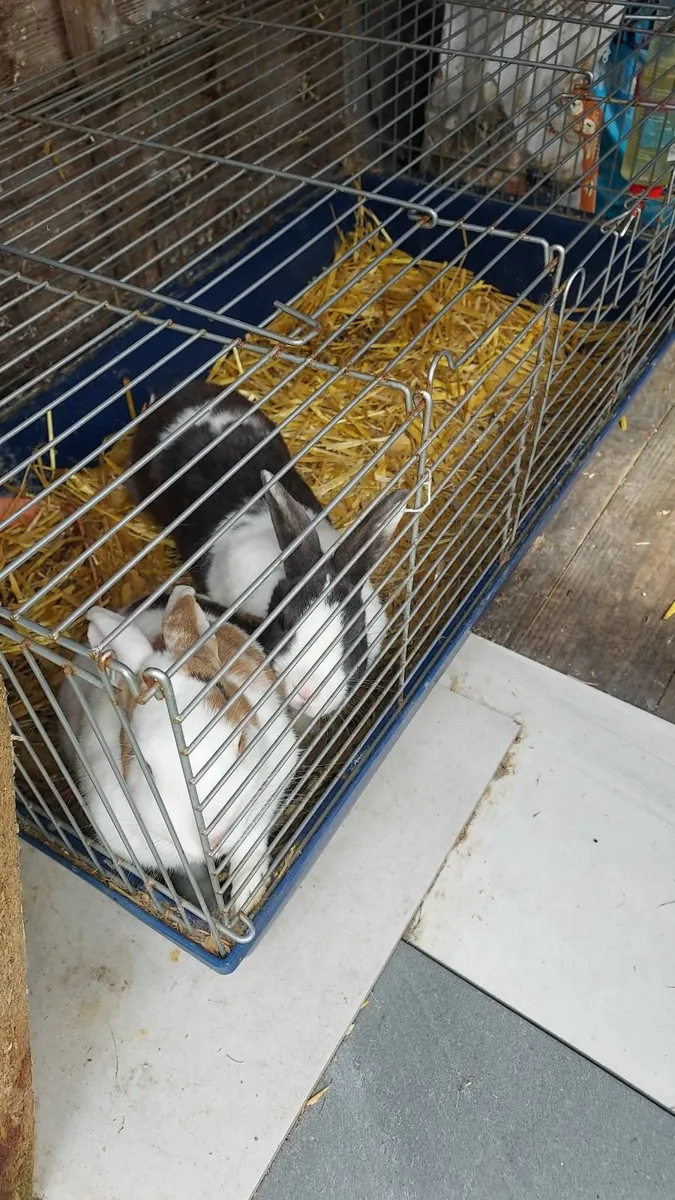 Lop Rabits - Image 1