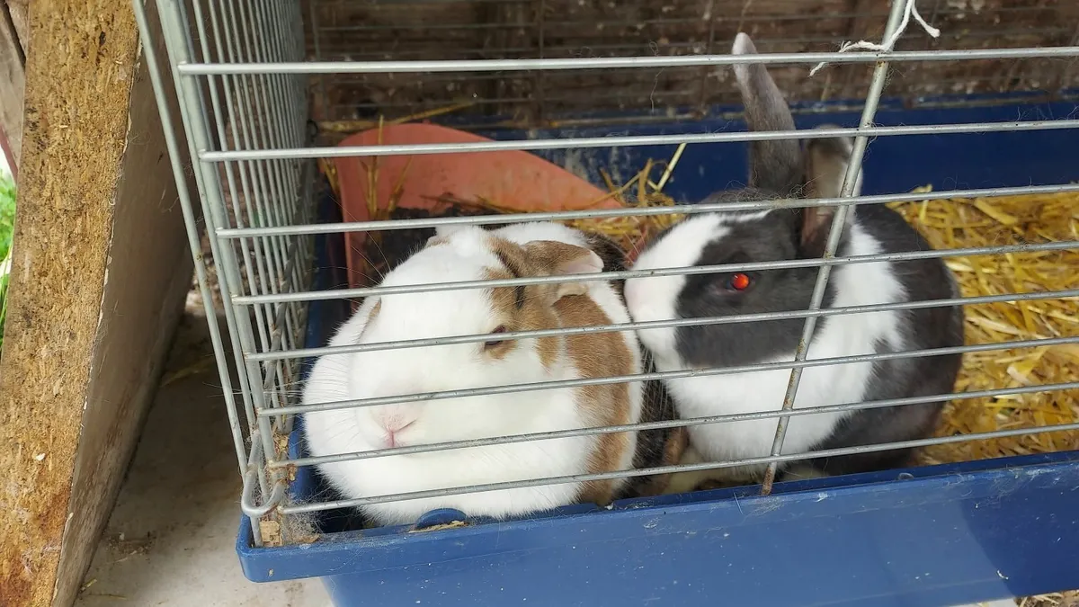 Lop Rabits - Image 2