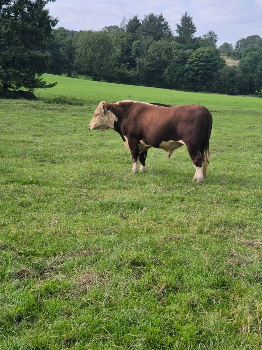 Pedigree Herdford bull 27 months - Image 4