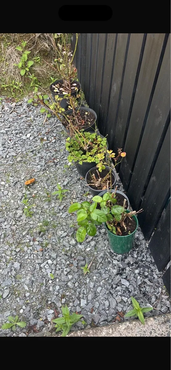 Rose bushes