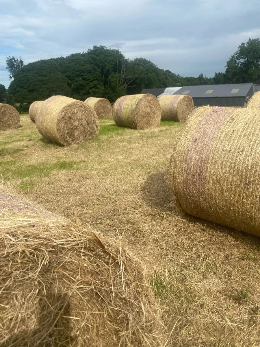 Hay - Image 1