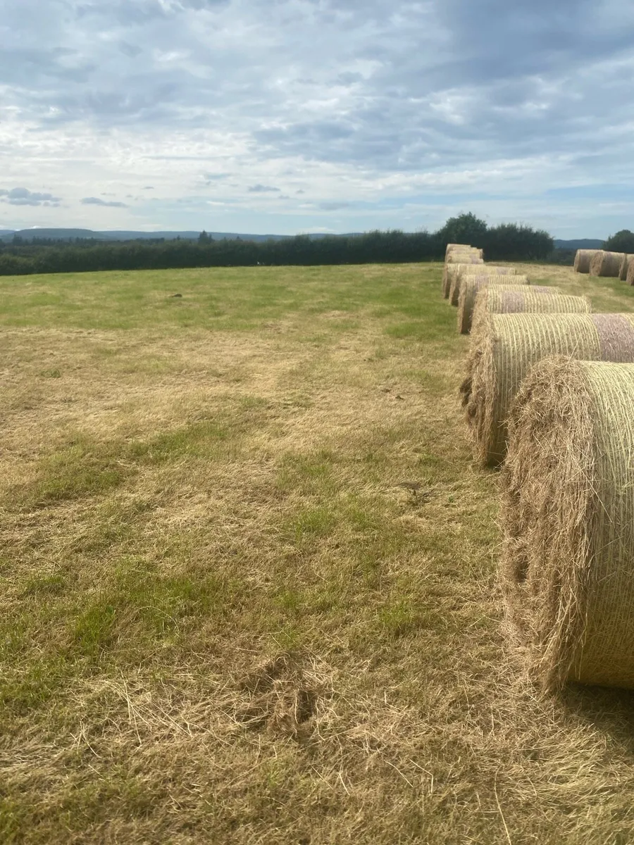 Hay - Image 2