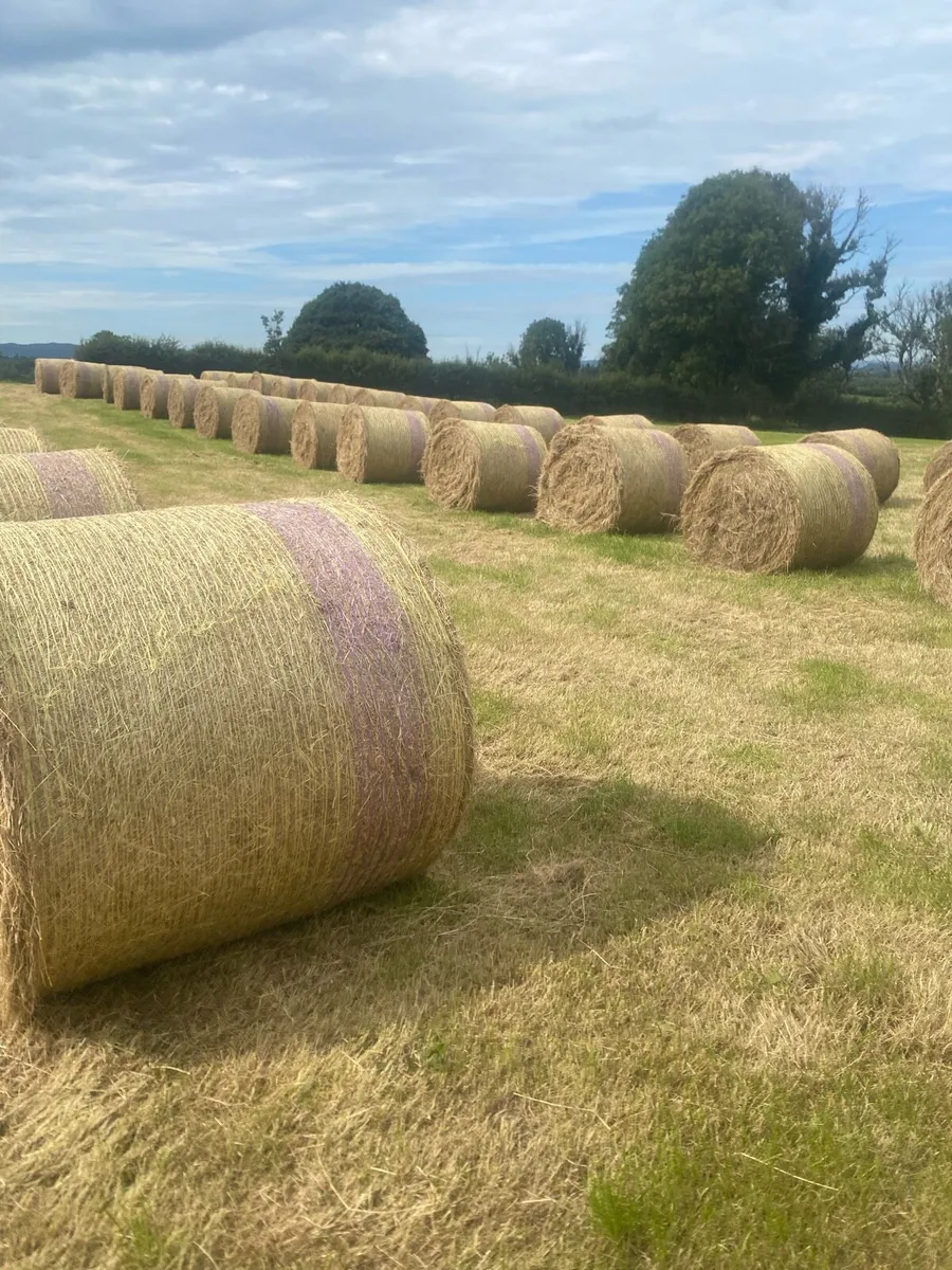Hay - Image 3