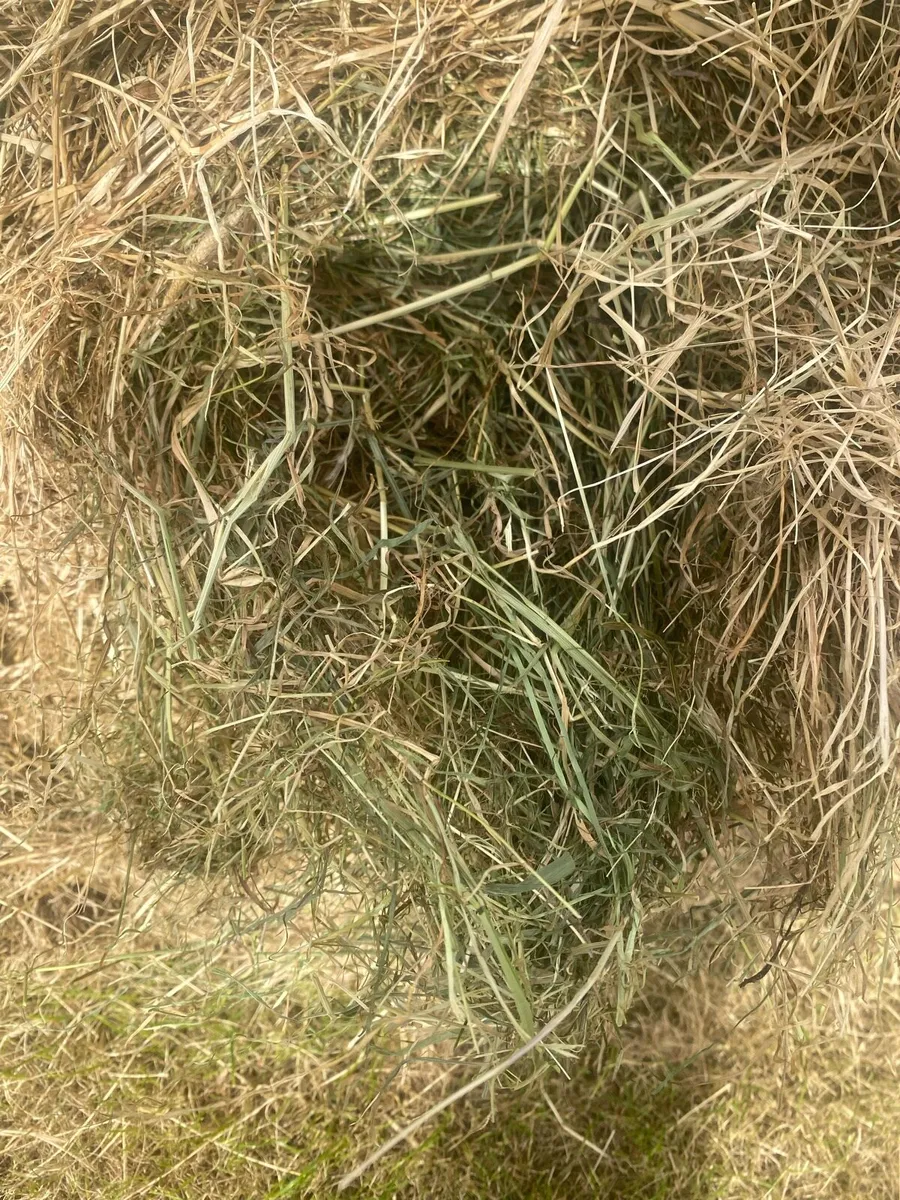 Hay - Image 4